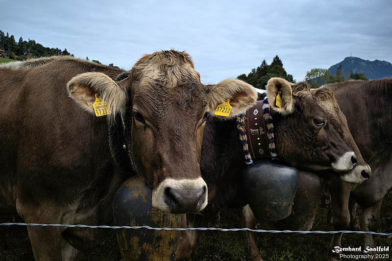 Bernhard Saalfeld - Viehscheid (8v9)